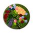 Moosbild Spring Hydrangea