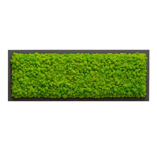 Moosbild mit Islandmoos - 70 x 20 cm - Holzfaserplatte anthrazit - 2