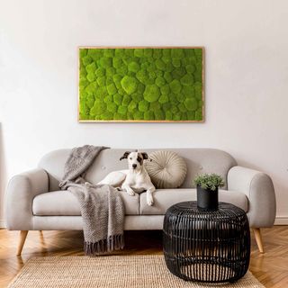 Moosbild mit Kugelmoos - 100 x 60 cm - Holzrahmen Eiche geölt - 1