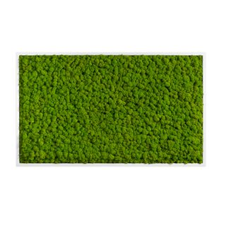 Moosbild mit Islandmoos - 100 x 60 cm - Holzrahmen weiß lackiert - 2