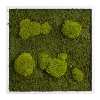 Moosbild mit Kugelmoos und Waldmoos - 55 x 55 cm - Holzrahmen weiß lackiert - 2