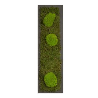 Moosbild mit Kugelmoos und Waldmoos - 70 x 20 cm - Holzfaserplatte anthrazit - 2