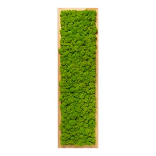 Moosbild mit Islandmoos - 70 x 20 cm - Holzrahmen Lärche geölt - 2