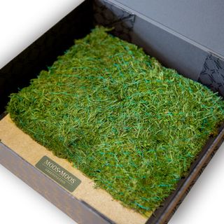 MOOSMOOS Musterbox