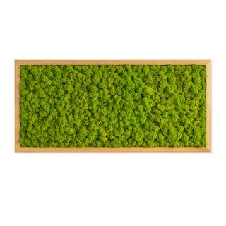 Moosbild mit Islandmoos - 57 x 27 cm - Holzrahmen Eiche geölt - 2