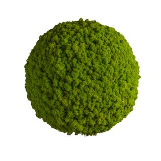 Moosball mit Islandmoos