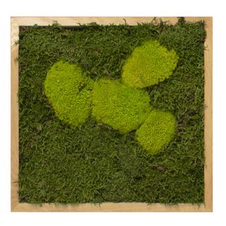 Moosbild mit Kugelmoos und Waldmoos - 35 x 35 cm - Holzrahmen Eiche geölt - 2