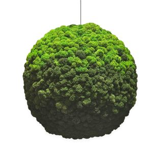 DEAL: Moosball Islandmoos Verlauf