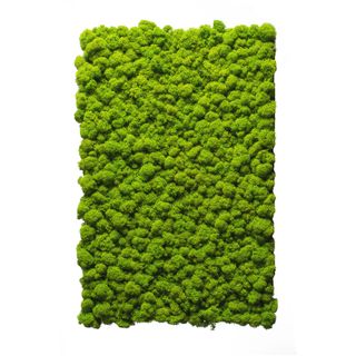 Moospaneel Napoleo PREMIUM Islandmoos Apfelgrün 38x58cm - 1