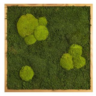 Moosbild mit Kugelmoos und Waldmoos - 55 x 55 cm - Holzrahmen Lärche geölt - 2