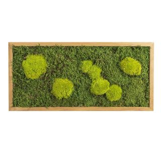 Moosbild mit Kugelmoos und Waldmoos - 57 x 27 cm - Holzrahmen Eiche geölt - 2