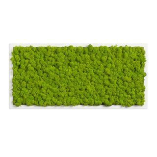 Moosbild mit Islandmoos - 57 x 27 cm - Holzrahmen weiß lackiert - 2