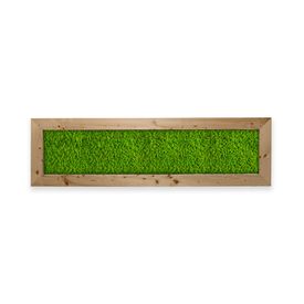 Deal: Moosbild mit Islandmoos