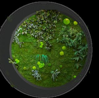 Moosbild Gigant Nature Eye London No. 3 - mit Pflanzenmoos